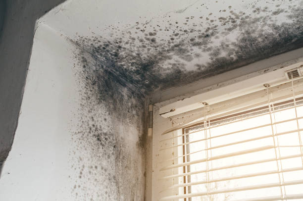 Affordable Mold Inspection And Testing solutions in Jamison, PA
